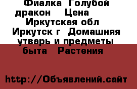 Фиалка “Голубой дракон“ › Цена ­ 160 - Иркутская обл., Иркутск г. Домашняя утварь и предметы быта » Растения   